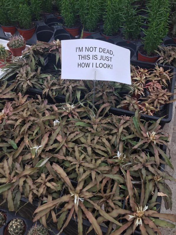 Brown looking potted plants in a garden center with a white sign reading "I'm not dead, this is just how i look" 