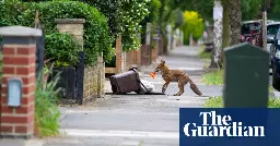 Urban foxes no more cunning than rural ones, researchers find