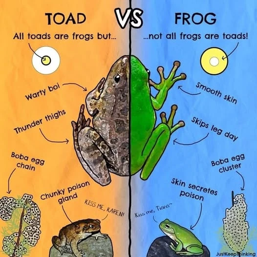 Picture of half of a toad drawn with half of a frog with these texts of each difference
Toad :
- warty boi
- thunder thights
- boba egg chain
- chunky poison gland
« KISS ME KAREN »
Frog :
- smooth skin
- skips leg day
- boba egg cluster
- skin secretes poison
« Kiss me Tiana »