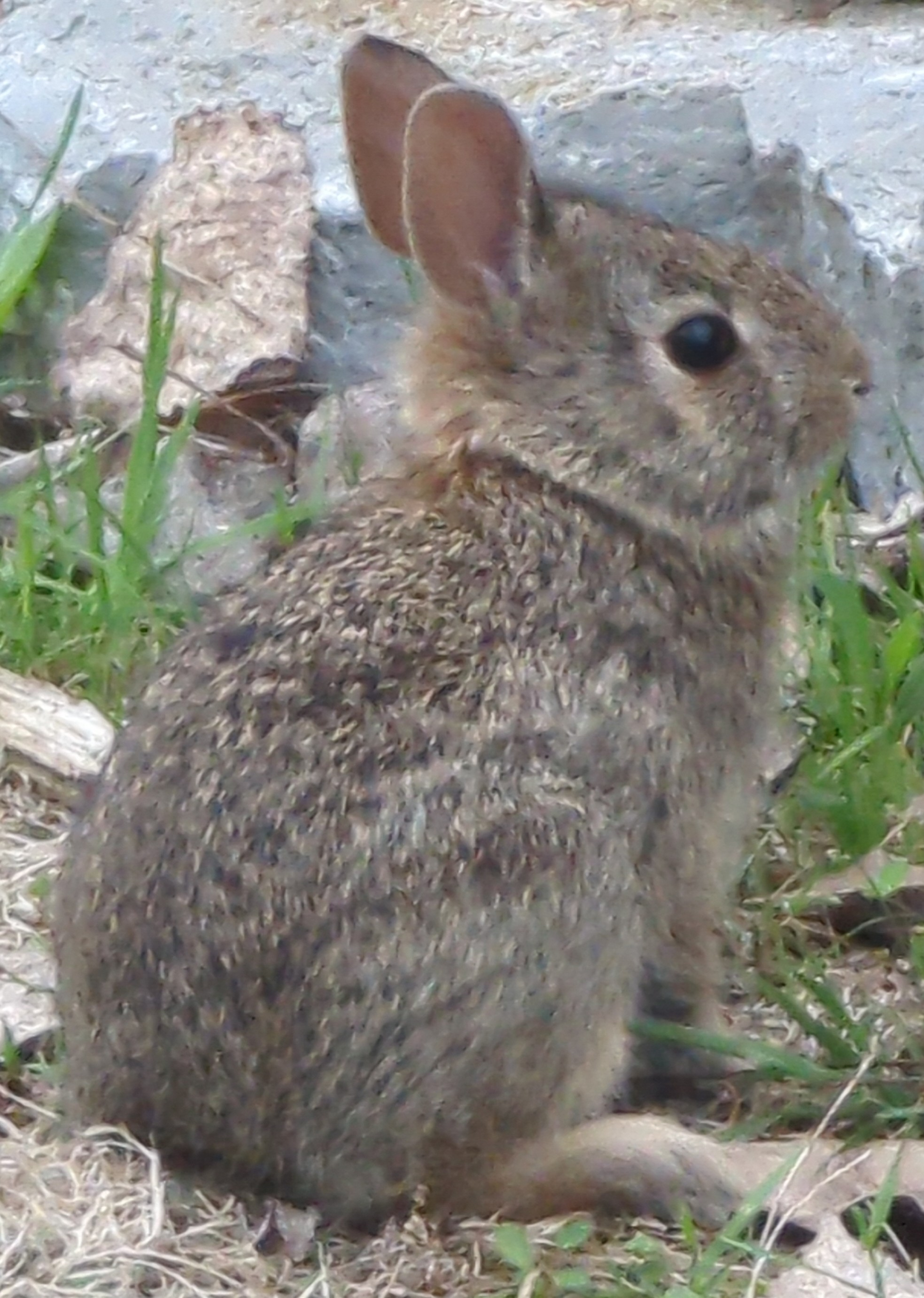 a smol babie bun