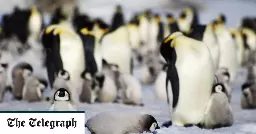 Experts fear mass wipe-out of penguins as Antarctica braces for bird flu