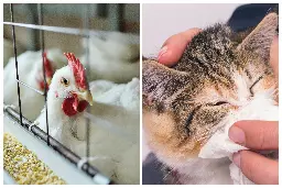 Scientists raise alarm as more cats die from avian flu