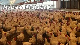 Preliminary test results reveal birds did not have HPAI after initial bird flu scare, LA County reports