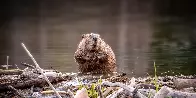 Government Scraps Construction Project After Beavers Finish The Job Themselves