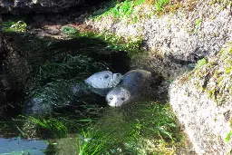 Highly Pathogenic Avian Influenza Found in Seals on Marrowstone Island in Puget Sound