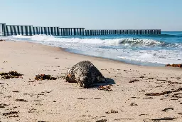 Bird flu spreads rapidly across South America killing scores of sea lions