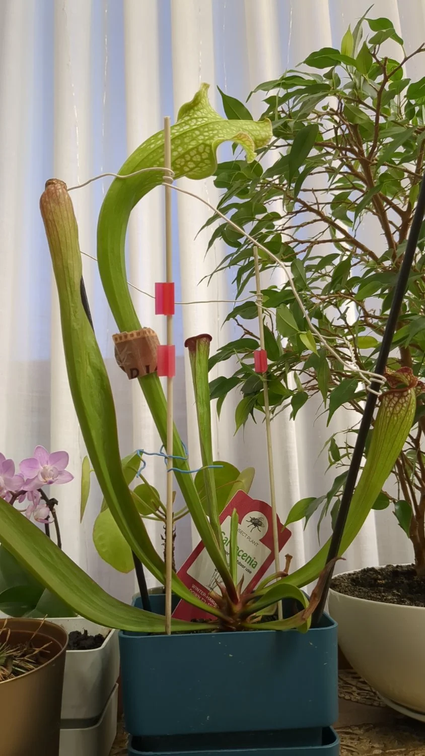 A Sarracenia carnivorous plant with a HUGE "neck" twisted to the right in a bad angle and a "neck brace"