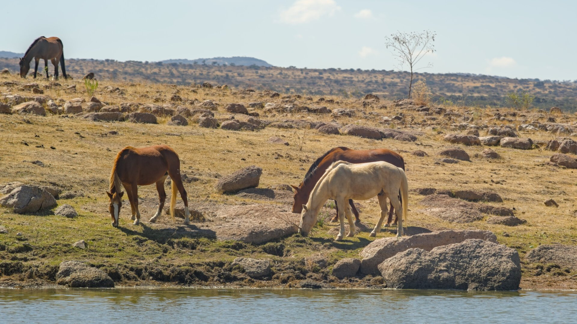 Four horses grazing on grass near the edge of the water