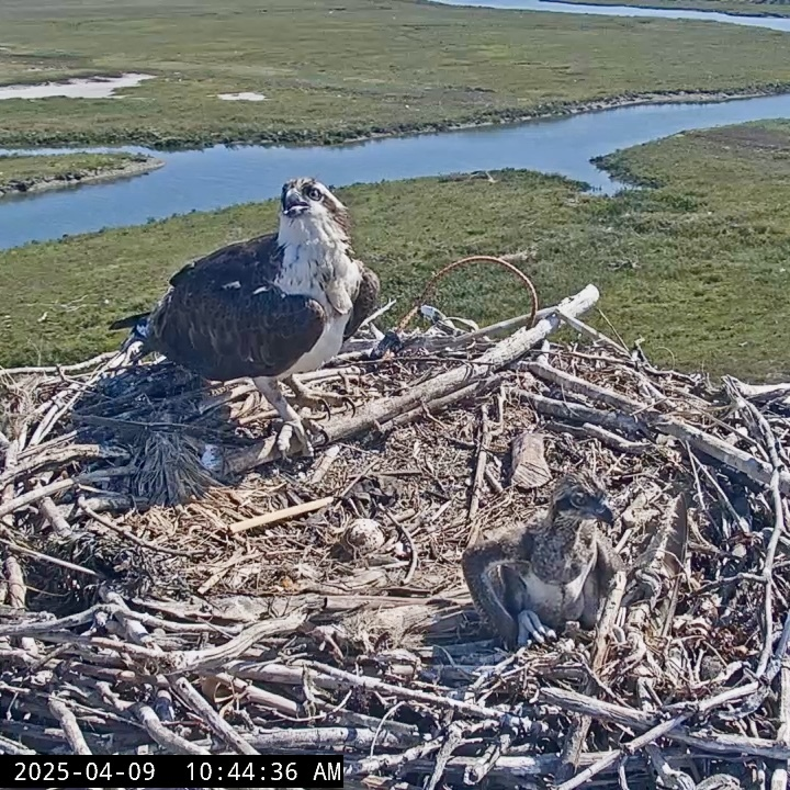 An adult Osprey and its chick sit on the nest with a salt marsh spreading out in the background. 