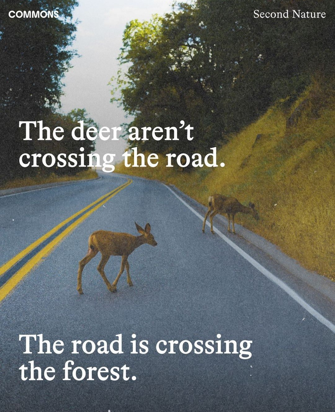 Old grainy photo of two young dear crossing and grazing by an empty two-lane road that winds through a small forest. Overlaid text reads ‘the deer aren’t crossing the road, the road is crossing the forest.’