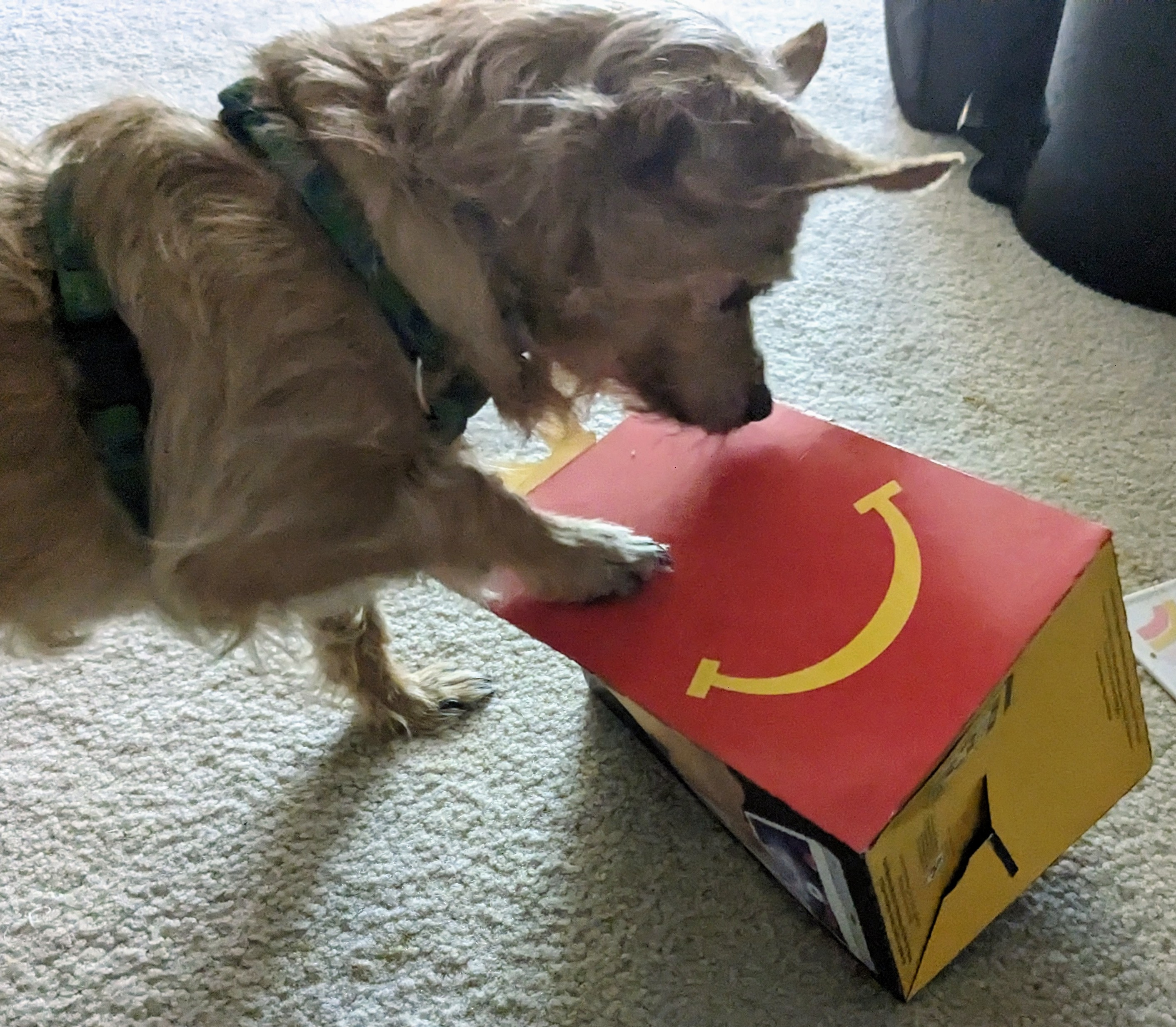 a small brown dog pawing at a fast food takeout box