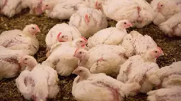 Two more poultry workers test positive for avian influenza - Farmers Weekly
