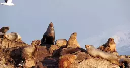 Mar del Plata breakwater closed due to sea lions dying of bird flu