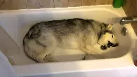 husky temper tantrum