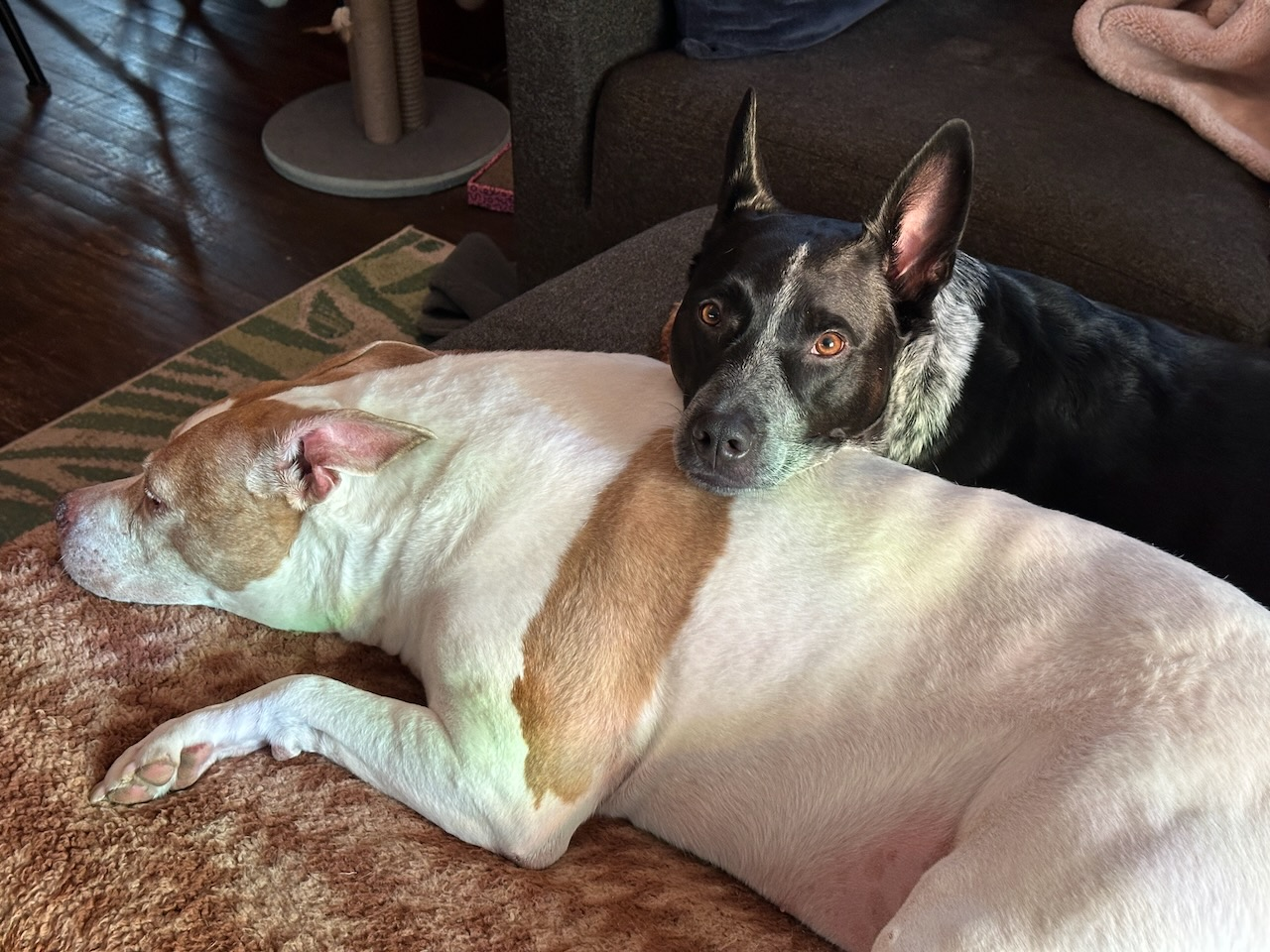 A black and white heeler resting his head on a white and brown pit bull