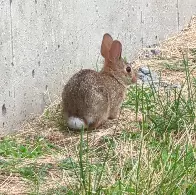 BUN ALERT