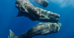 Scientists Find an ‘Alphabet’ in Whale Songs