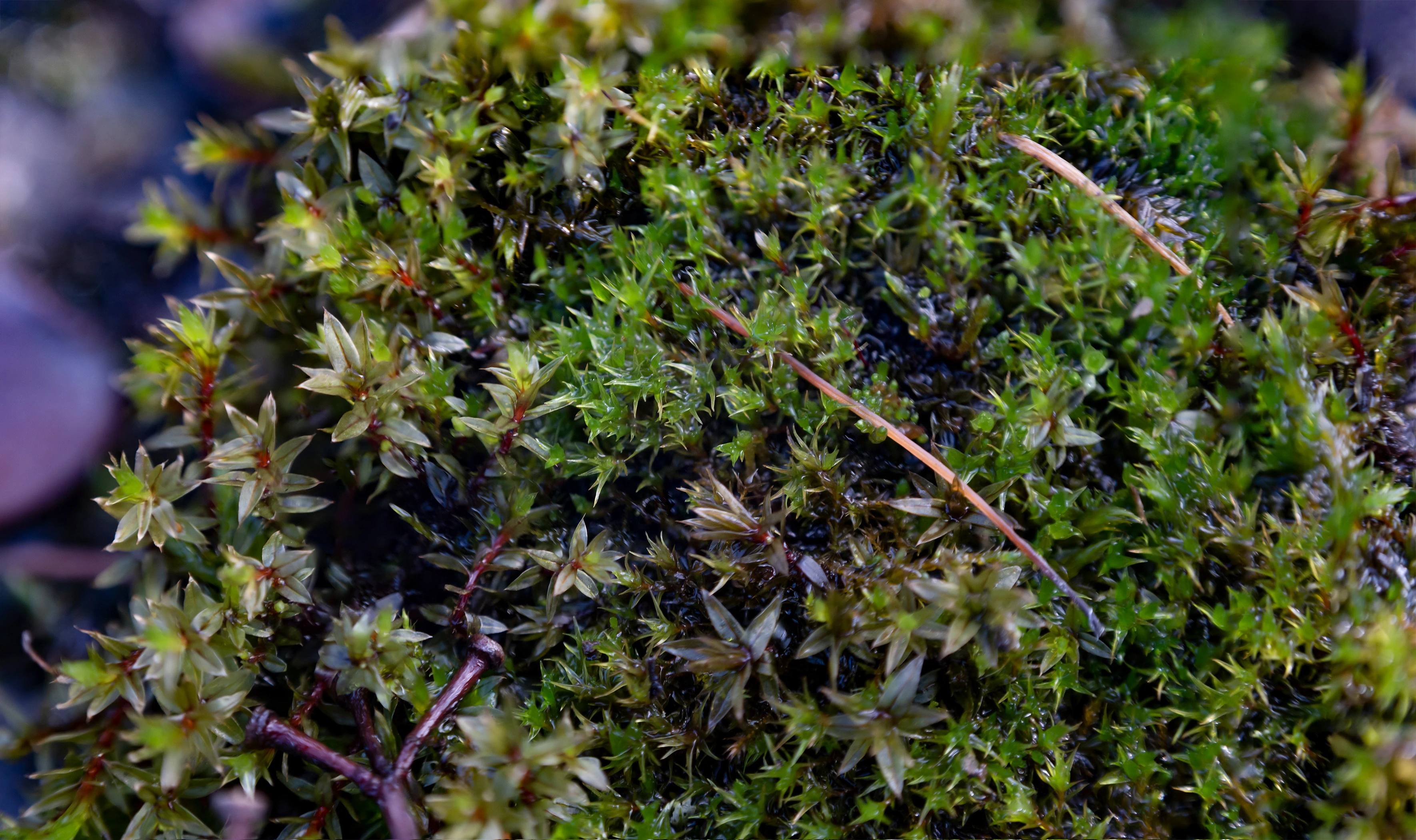 moss