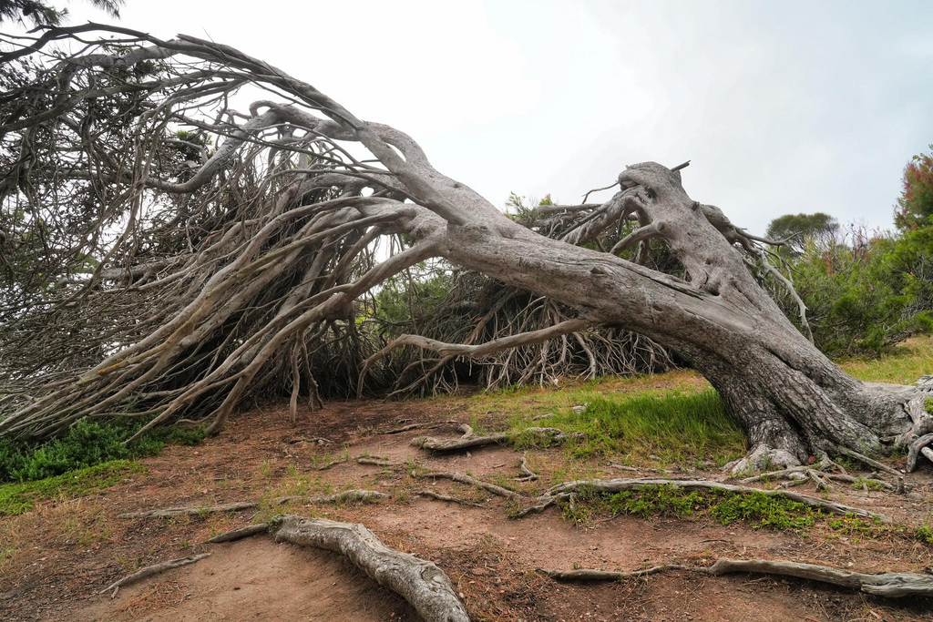 The Windswept Tree at Granite Island, South Australia: A Symbol of Resilience and Beauty

Nature has a way of sculpting landscapes into breathtaking scenes, with elements like wind, water, and time leaving their mark. One of the most striking natural features on Granite Island, South Australia, is the windswept tree—a living testament to endurance and adaptation. Bent and shaped by the relentless coastal winds, this tree symbolizes resilience, natural beauty, and the dynamic interaction between flora and environment.

The Unique Landscape of Granite Island

Granite Island, located just off the coast of Victor Harbor, is a place of rugged beauty, known for its large boulders, sweeping ocean views, and unique vegetation. The island is accessible via a causeway and is a popular tourist destination, attracting visitors who seek its wildlife, walking trails, and panoramic vistas. The climate on the island is characterized by strong winds, particularly during the cooler months, which have a profound effect on the island’s plant life.

The Windswept Tree: Shaped by Nature

The most remarkable aspect of the windswept tree is its contorted form, bent almost permanently by the powerful coastal winds. This natural sculpture is not just a result of wind exposure but also a representation of the tree’s adaptation to its harsh surroundings. Over years, its branches have grown in a specific direction, seeking shelter and stability against the elements.


