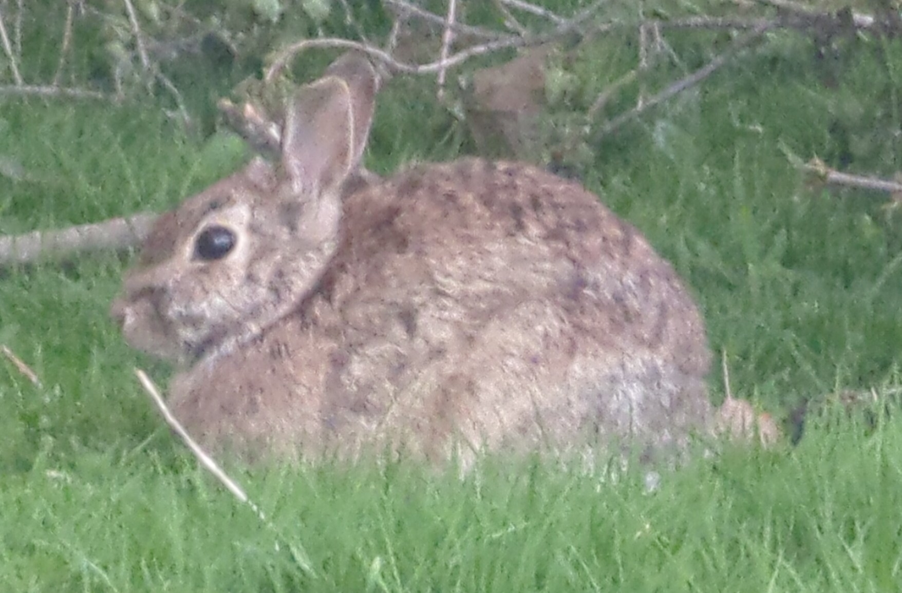 A bun