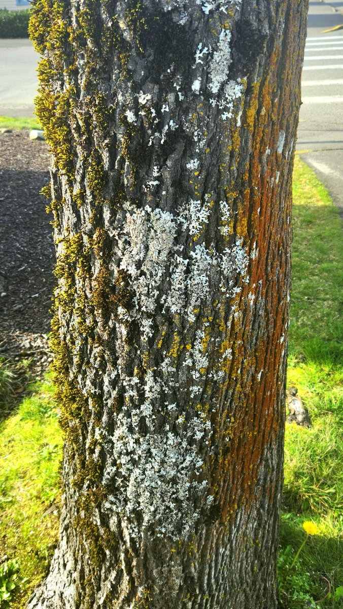 A tree trunk with green, white, and orange moss in vertical bands