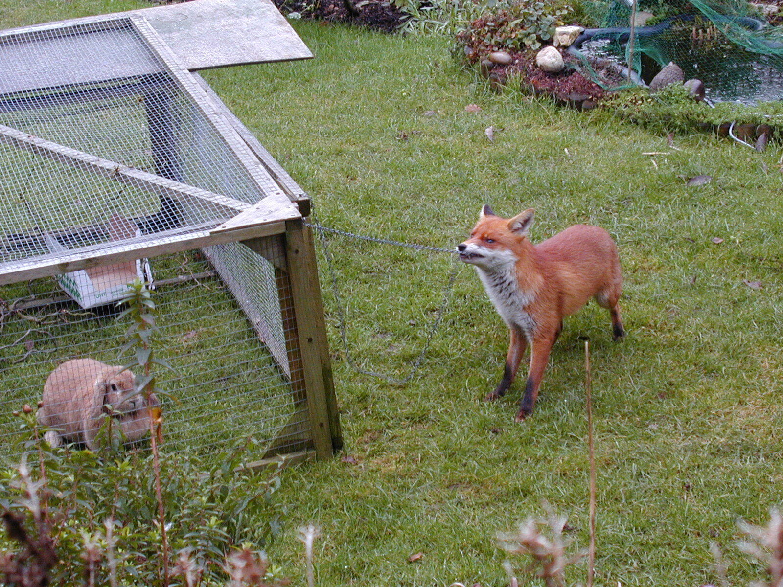 A red fox tugging on a chain attached to the roof of a rabbit cage, which has a rabbit loafing inside