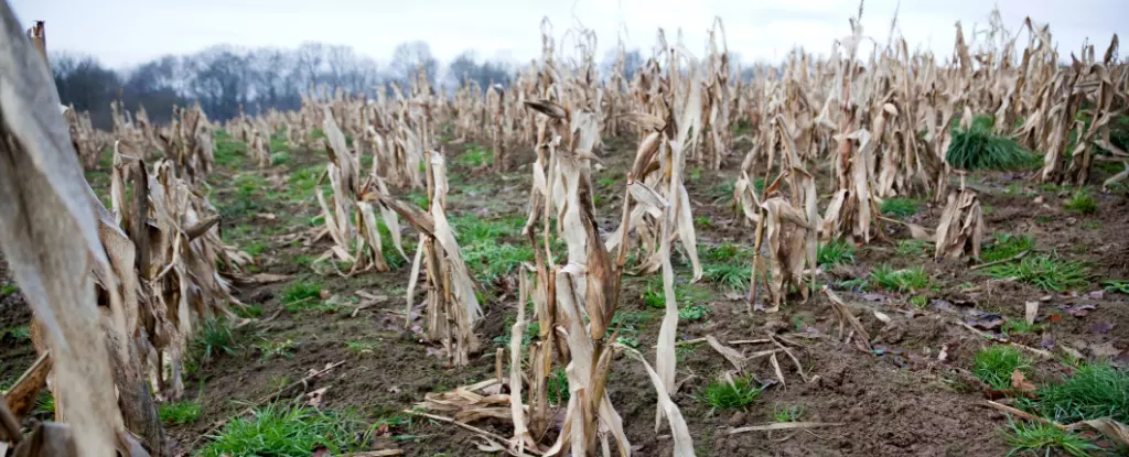 Researchers: We've Underestimated The Risk of Simultaneous Crop Failures Worldwide