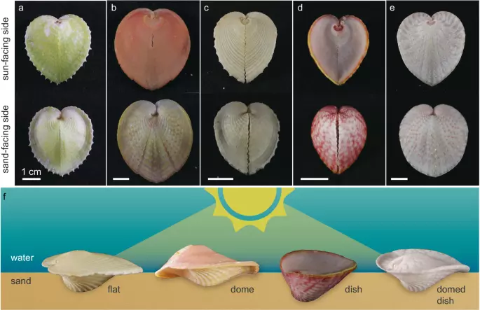 Heart cockle shells transmit sunlight to photosymbiotic algae using bundled fiber optic cables and condensing lenses | Nature Communications