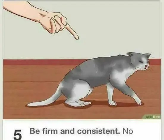 Out of context screenshot from a Wikihow article that shows someone pointing at a cat with the "Be firm and consistent. No."