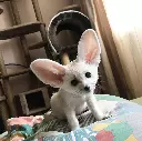 Here, have a Fennec
