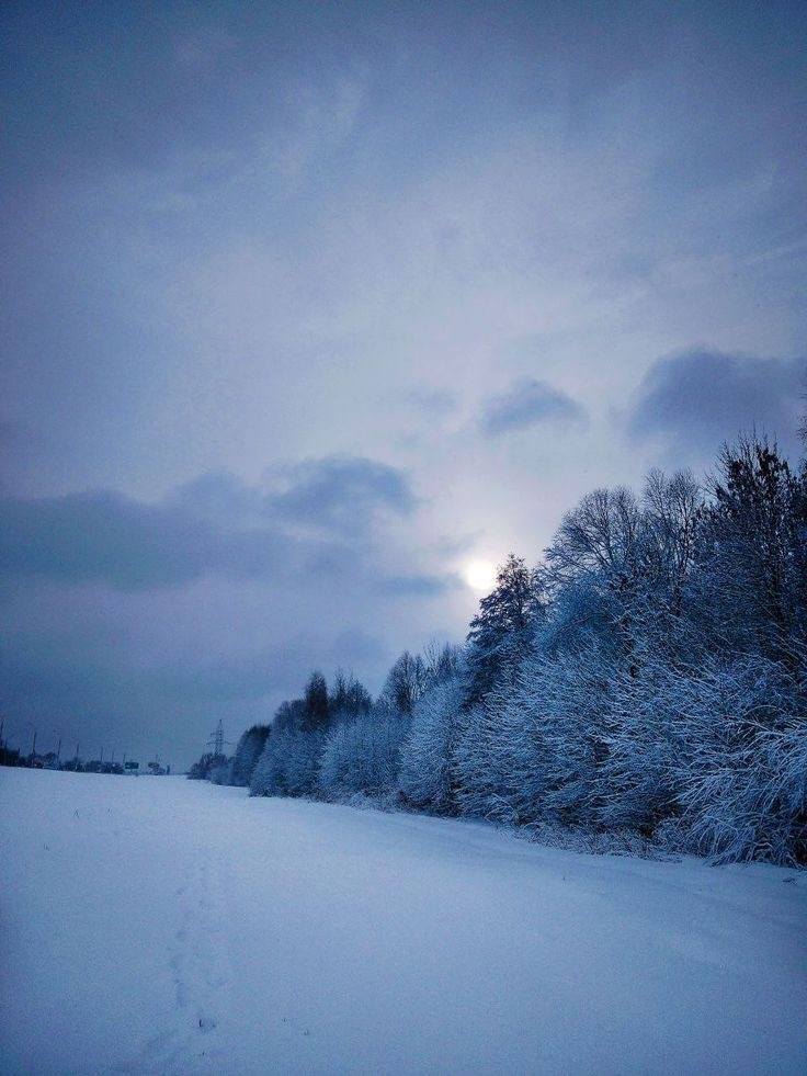 Trees and snow