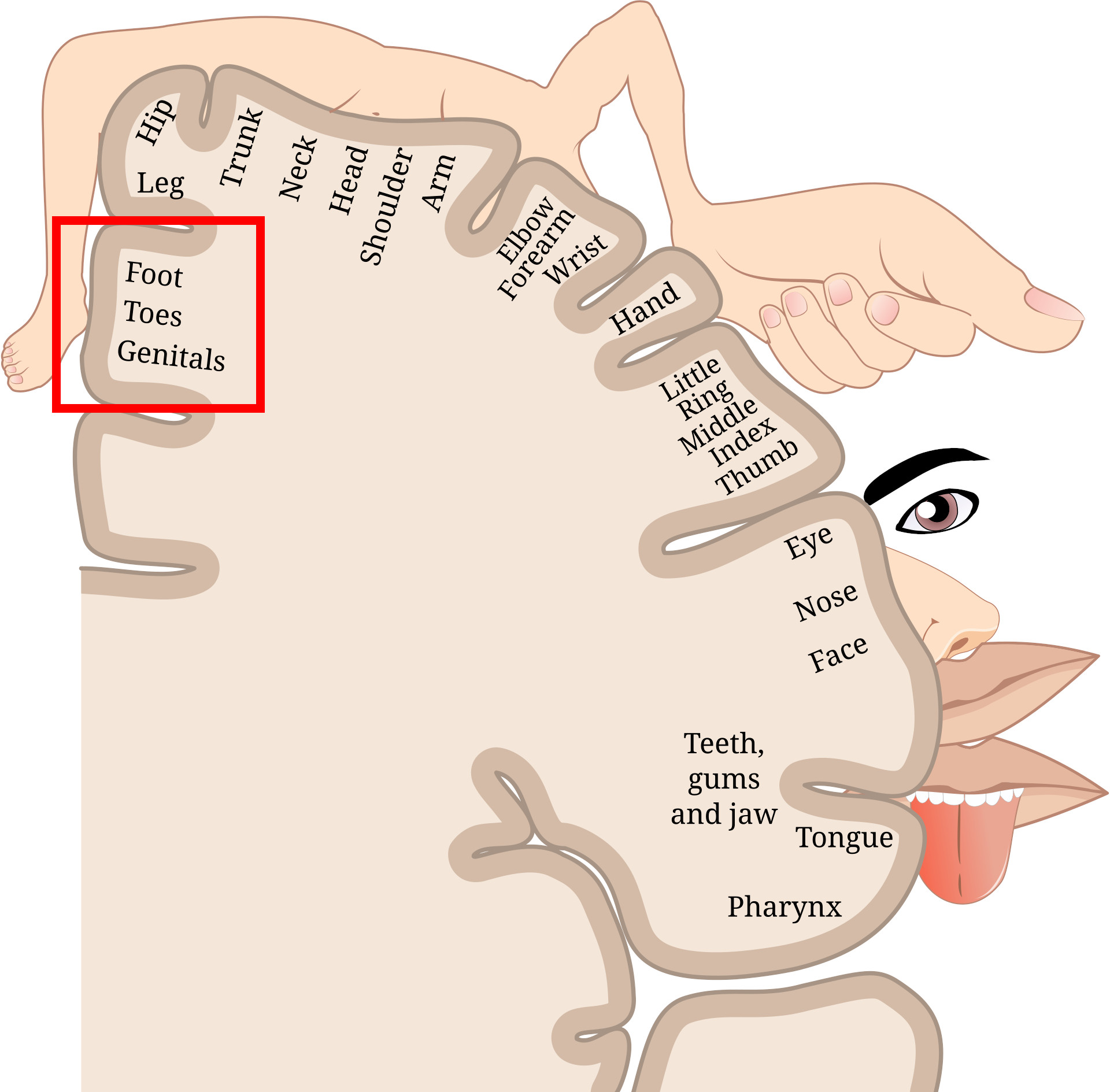 Homonculus