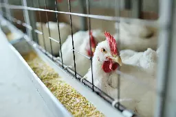 Avian flu update: Here's how the strains are spreading | The Citizen