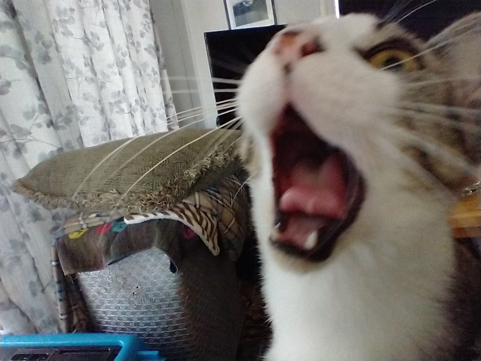 cat yawning