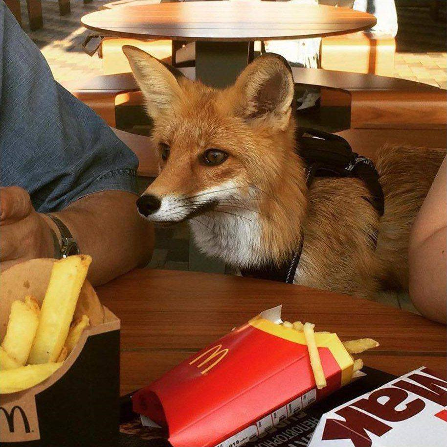 Mc Foxo