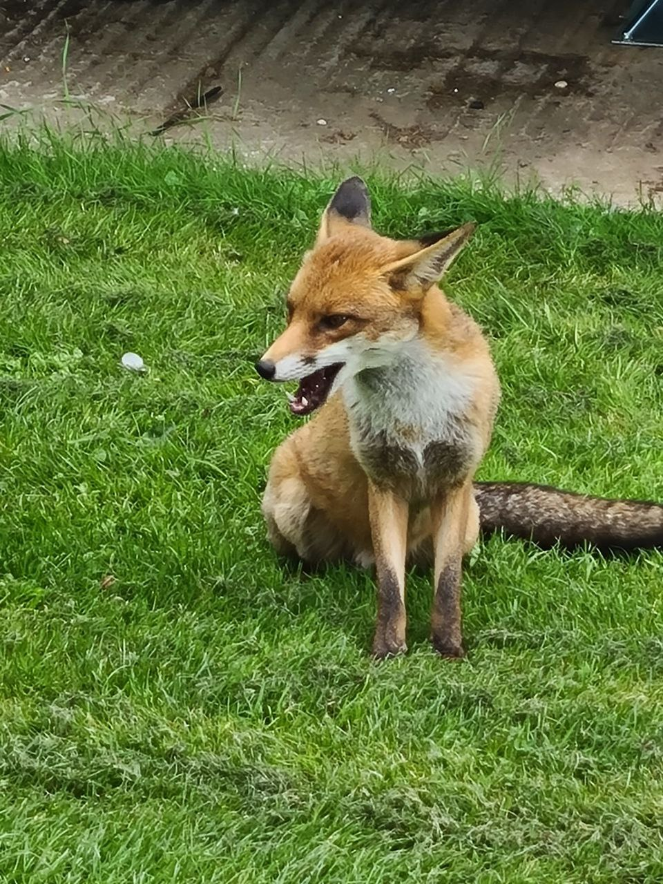 "This little dude came for a visit at a caravan park and stole the bowl we'd left out for him!"