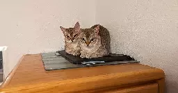 Two Mini House Pumas
