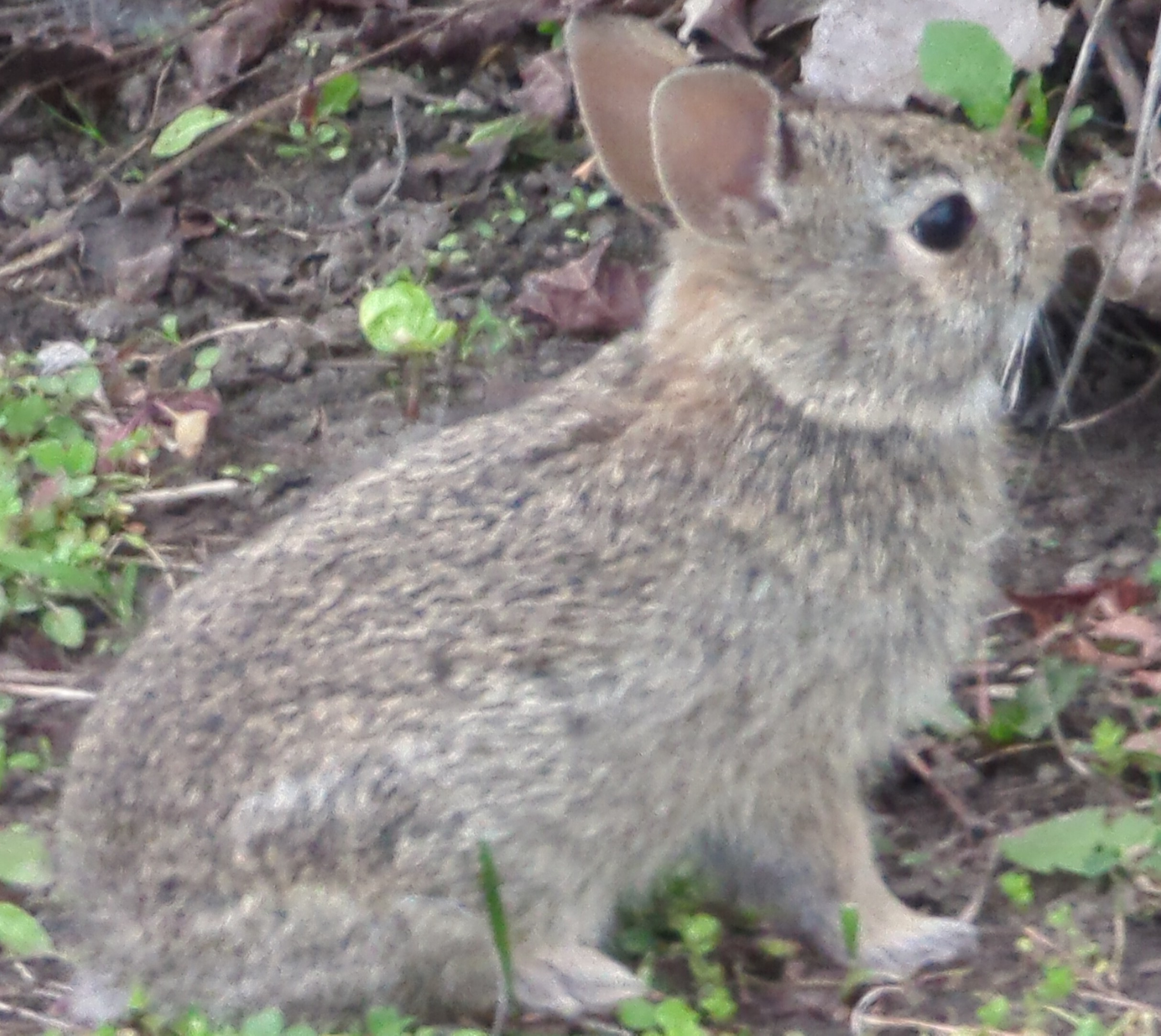 A smol bun from the side