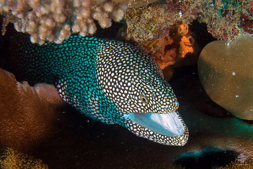 This Eel