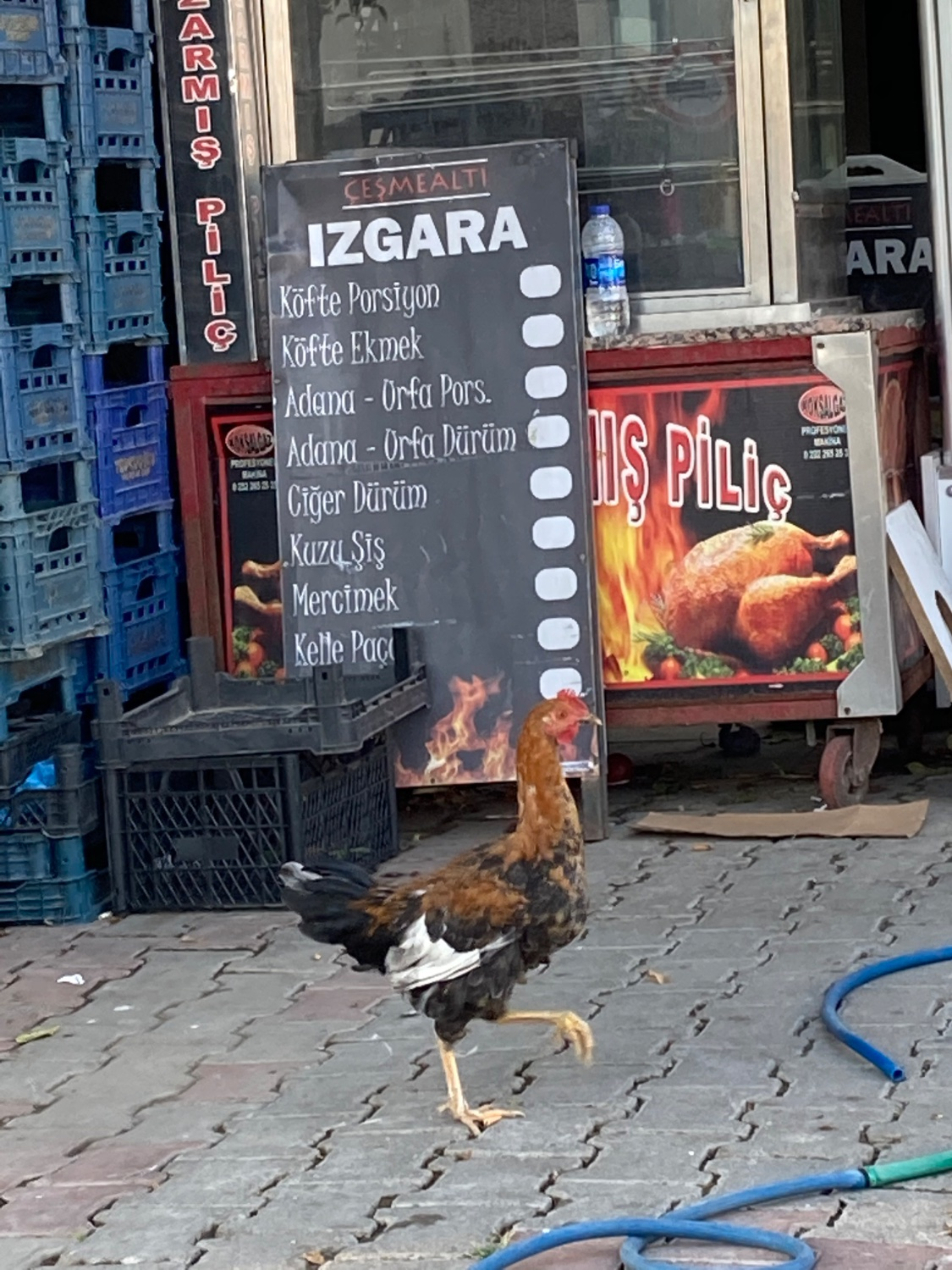 A live chicken walks past a promotional banner featuring a roasted chicken.