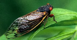 Rare double brood cicadas to emerge in Oklahoma this summer