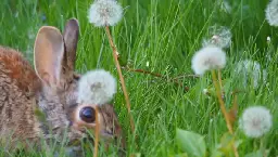 BUNNY ENCOUNTER!