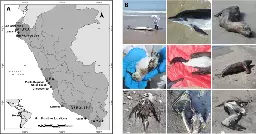 Highly pathogenic avian influenza A (H5N1) in marine mammals and seabirds in Peru - Nature Communications